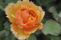 Orange Rose�